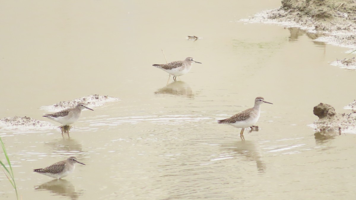 Wood Sandpiper - Andy Buchsbaum