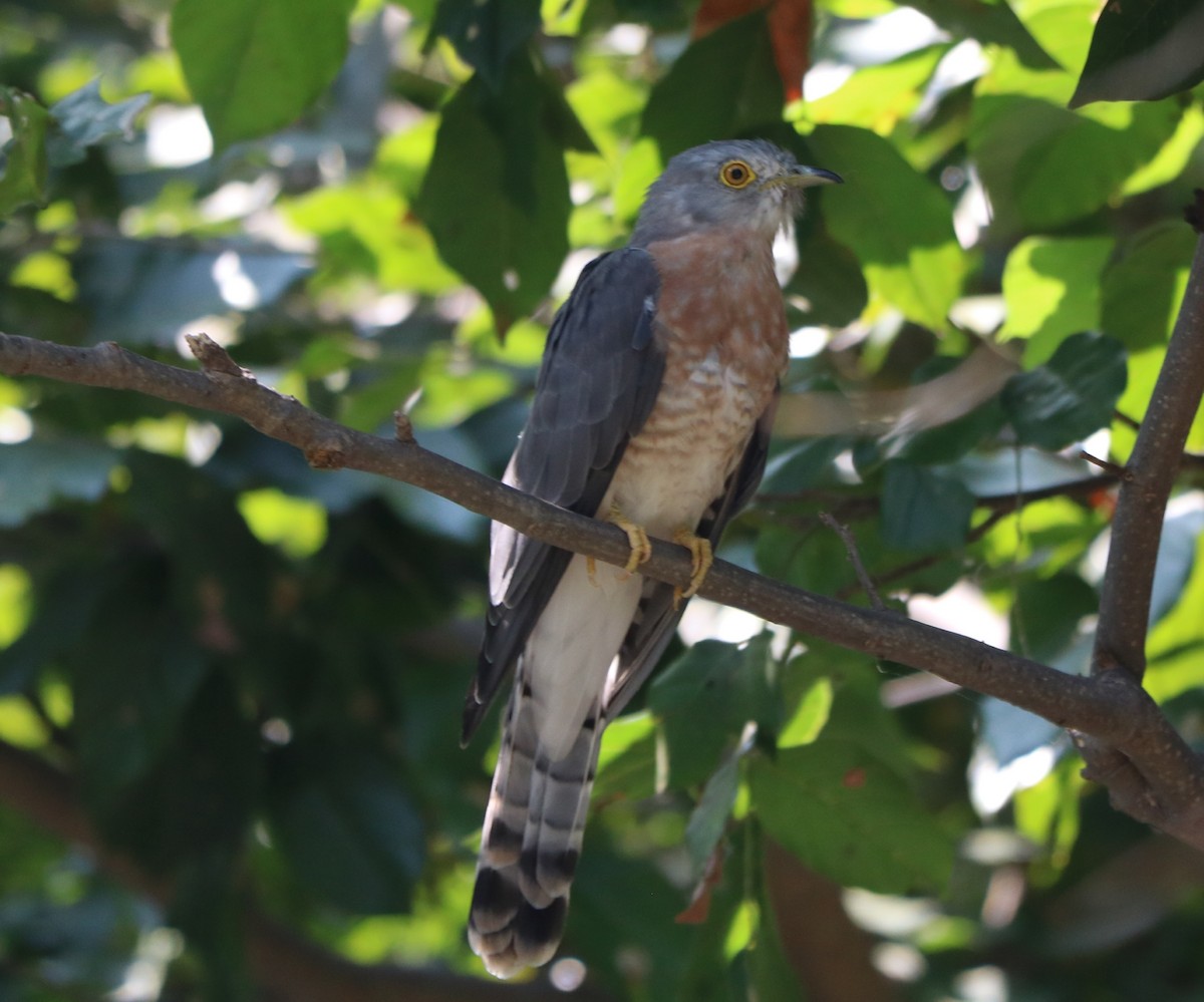 Common Hawk-Cuckoo - Elavarasan M