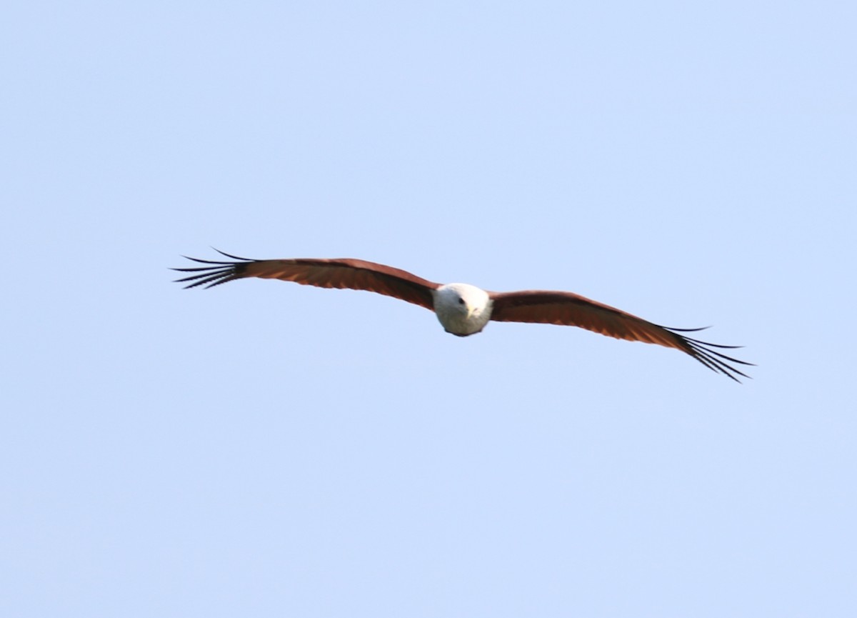 Brahminy Kite - ML275704531