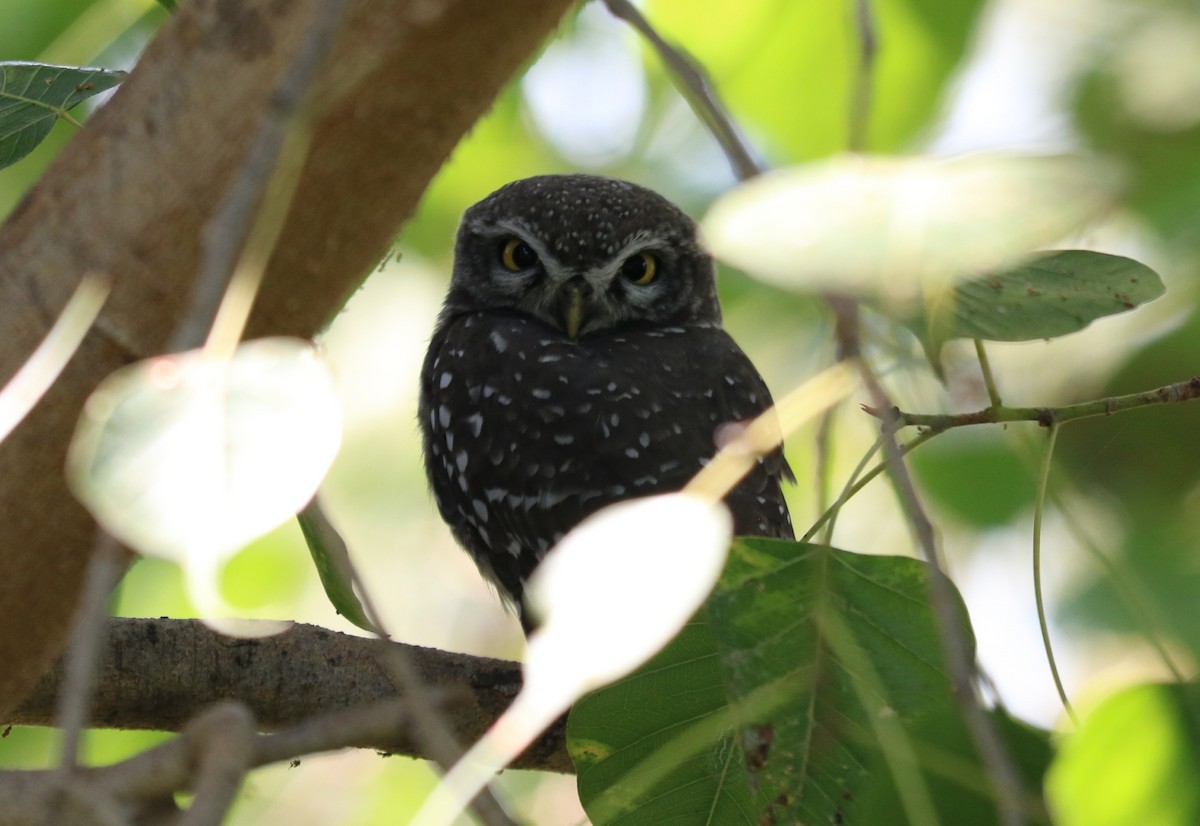 Spotted Owlet - ML275704601
