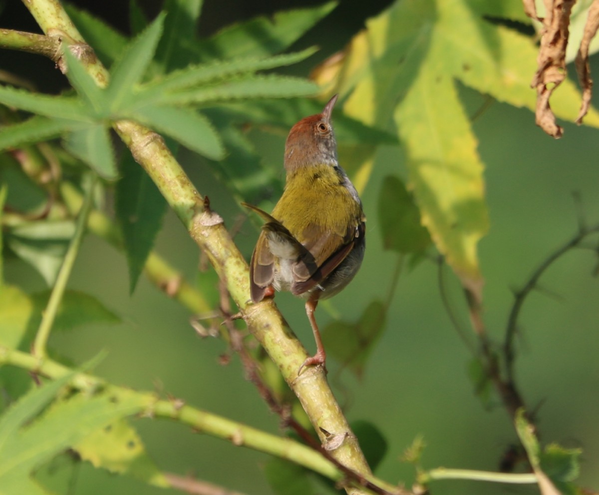 Common Tailorbird - ML275704691