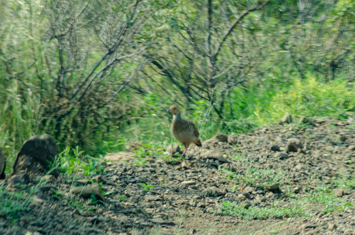 Gray Francolin - ML275705321