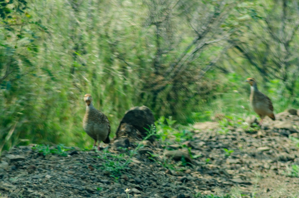 Gray Francolin - ML275705361