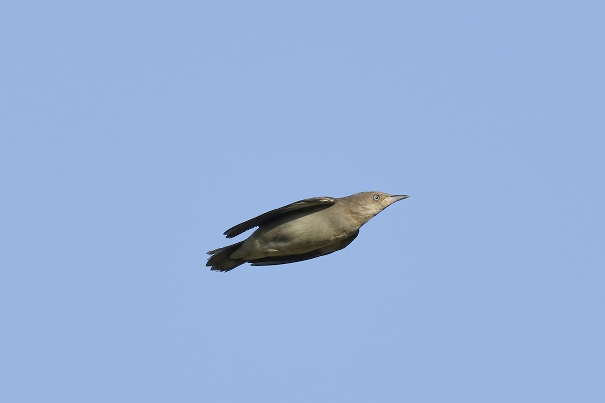 White-shouldered Starling - ML275706481