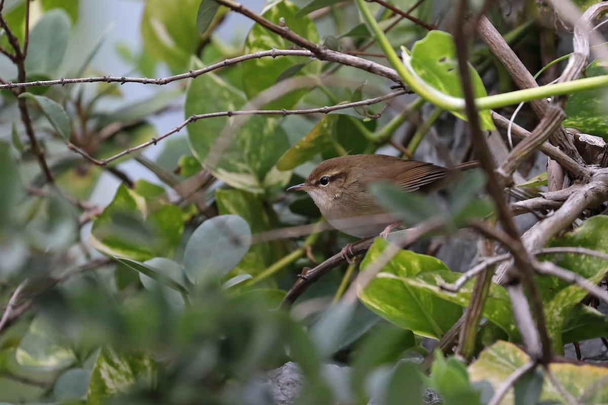 Pale-footed Bush Warbler - Chun Fai LO