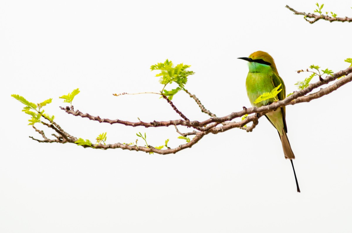 Asian Green Bee-eater - ML275707141