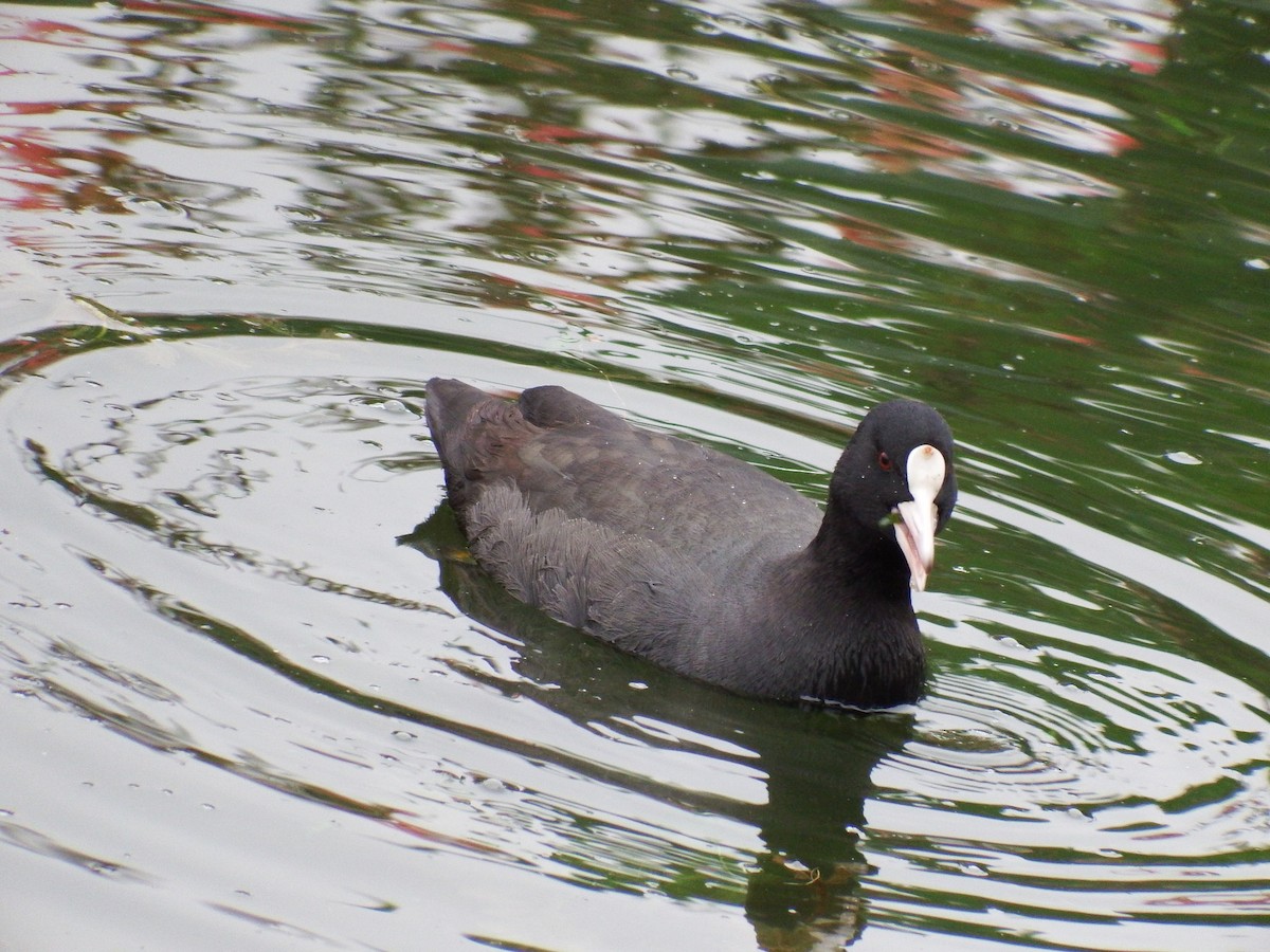 Eurasian Coot - ML275707631