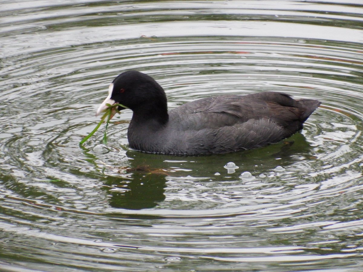 Eurasian Coot - ML275707671