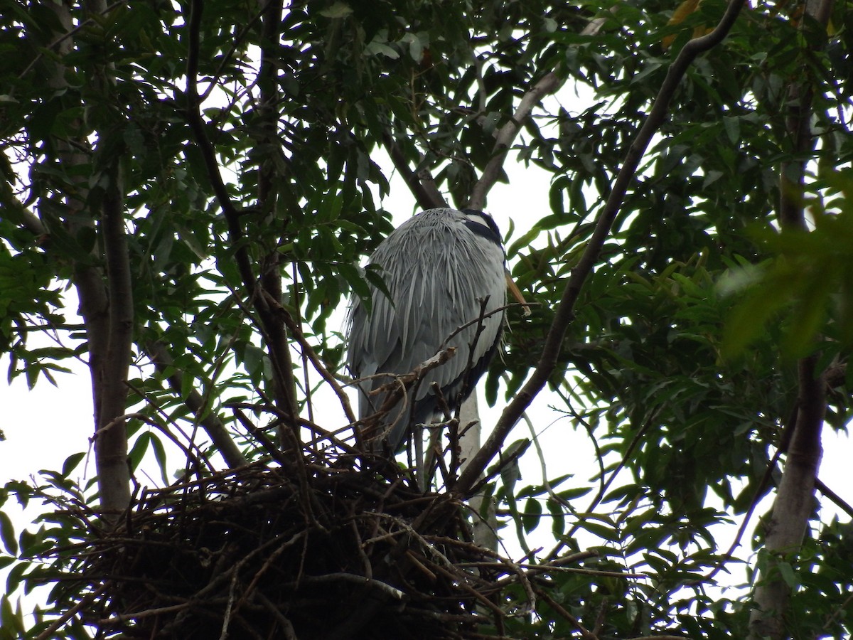 Gray Heron - ML275707691