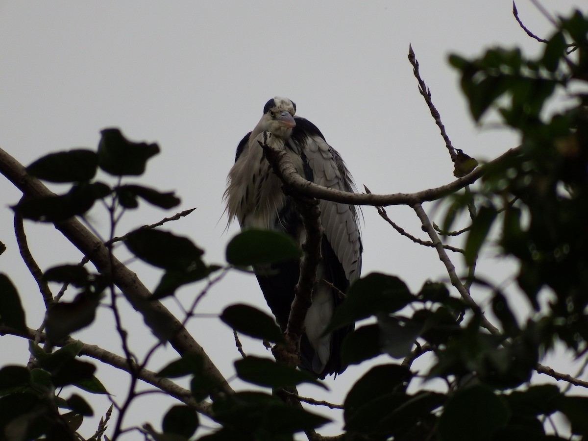 Gray Heron - Denny Chu