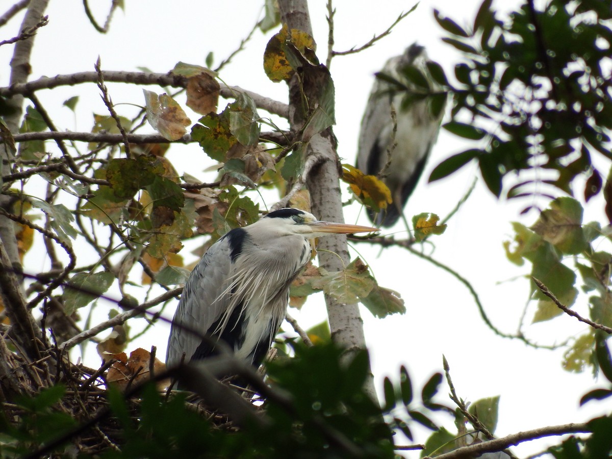 Gray Heron - Denny Chu