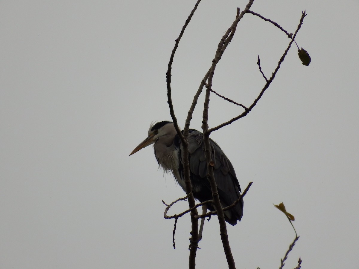 Gray Heron - Denny Chu