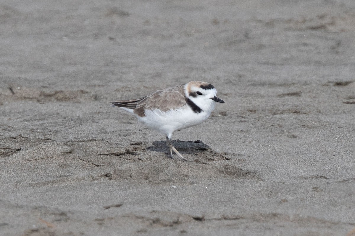 Snowy Plover - ML275710641