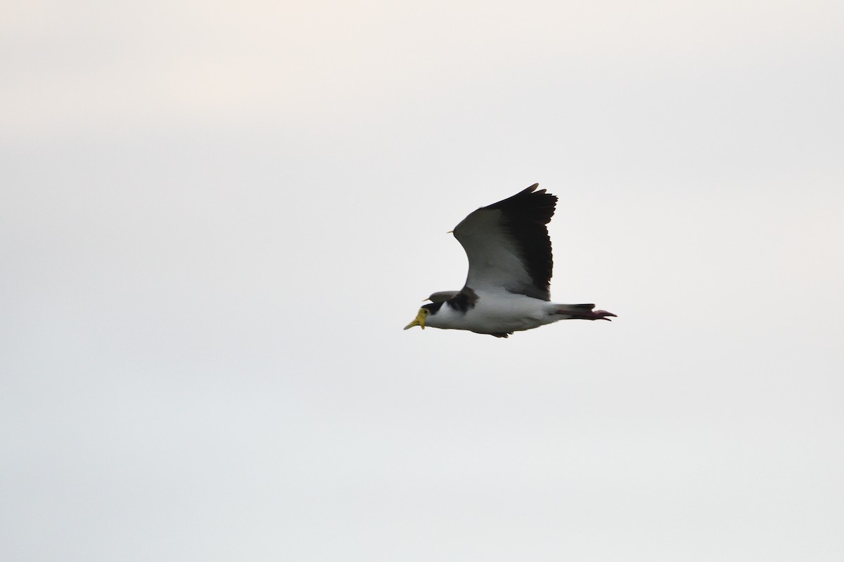 Masked Lapwing - ML275713761