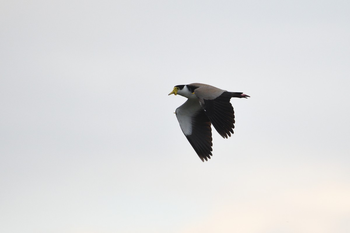 Masked Lapwing - ML275713781