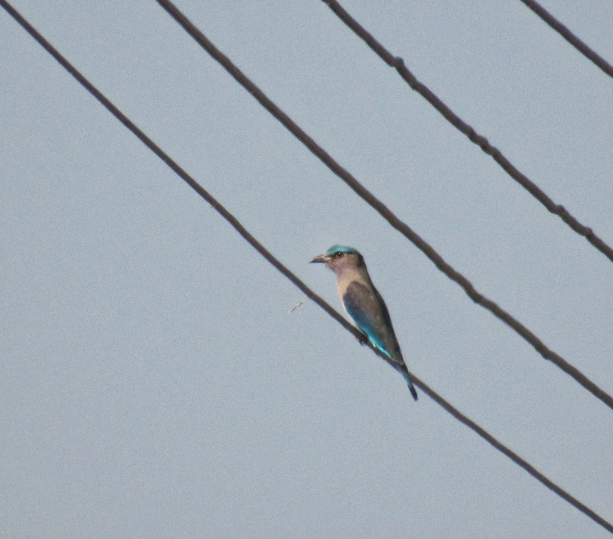 Indian x Indochinese Roller (hybrid) - ML275714301