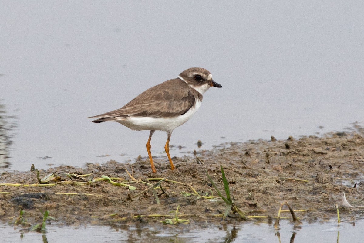 Semipalmated Plover - ML275715461