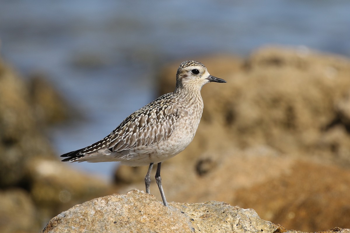 Pacific Golden-Plover - John  Edmond