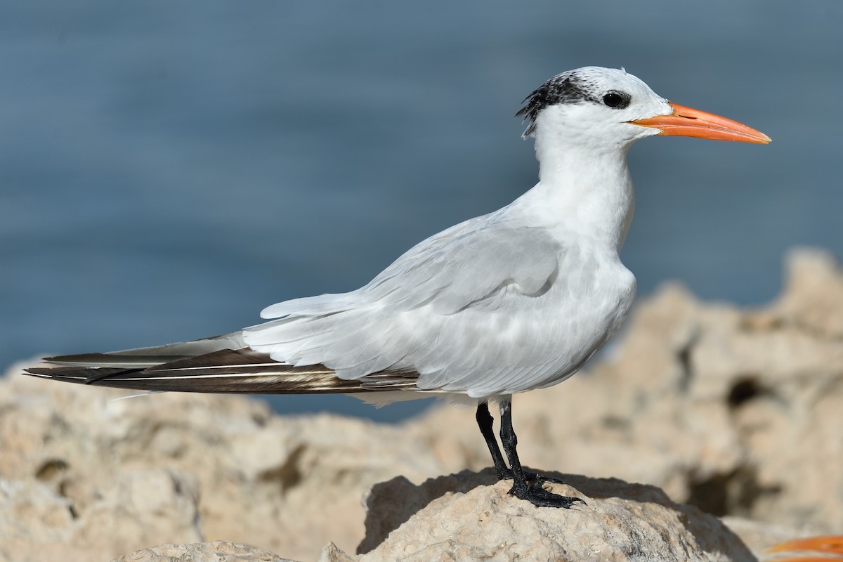 Royal Tern - Michiel Oversteegen