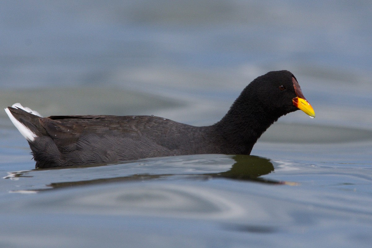 Red-fronted Coot - ADRIAN GRILLI