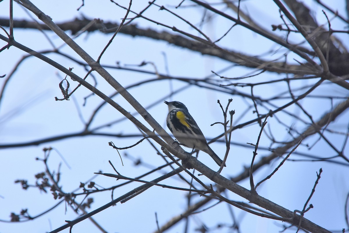 Yellow-rumped Warbler - ML27571971