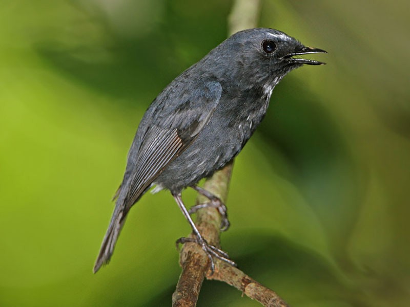 Sikatan damar - eBird