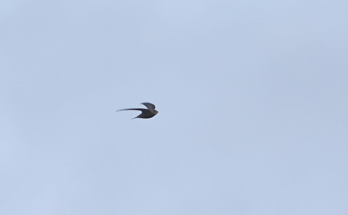 Pallid Swift - Rasmus Due Nielsen