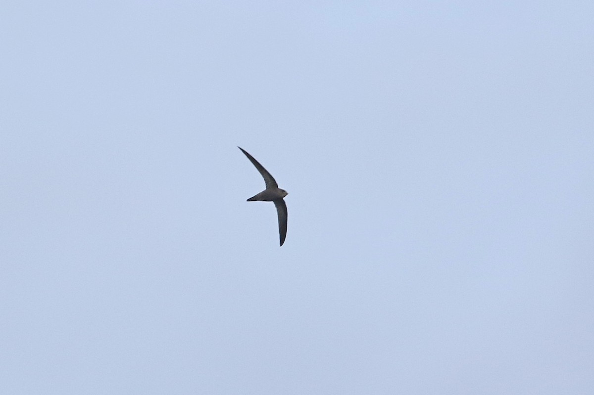 Pallid Swift - ML275721281