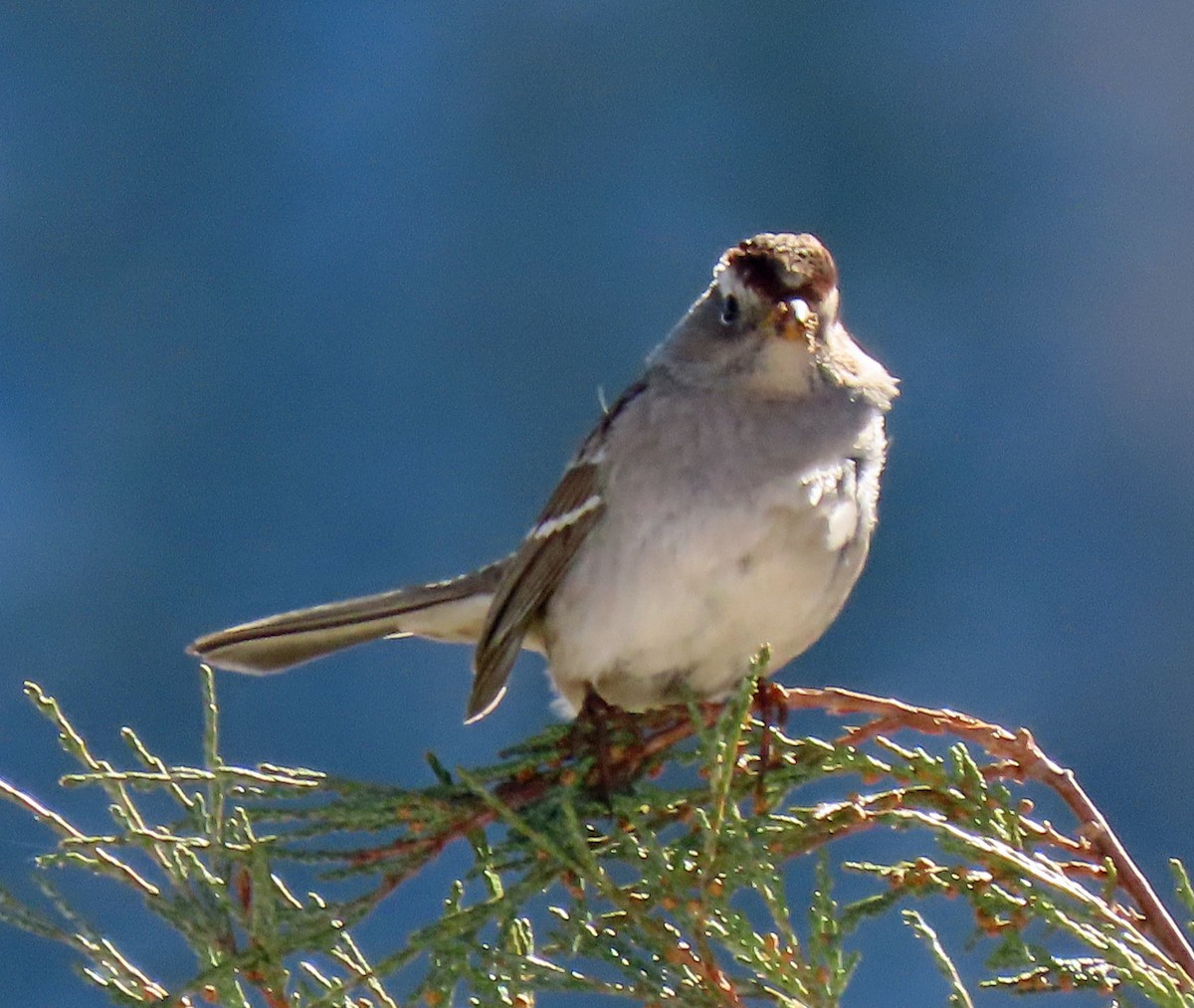 White-crowned Sparrow (Gambel's) - ML275722311