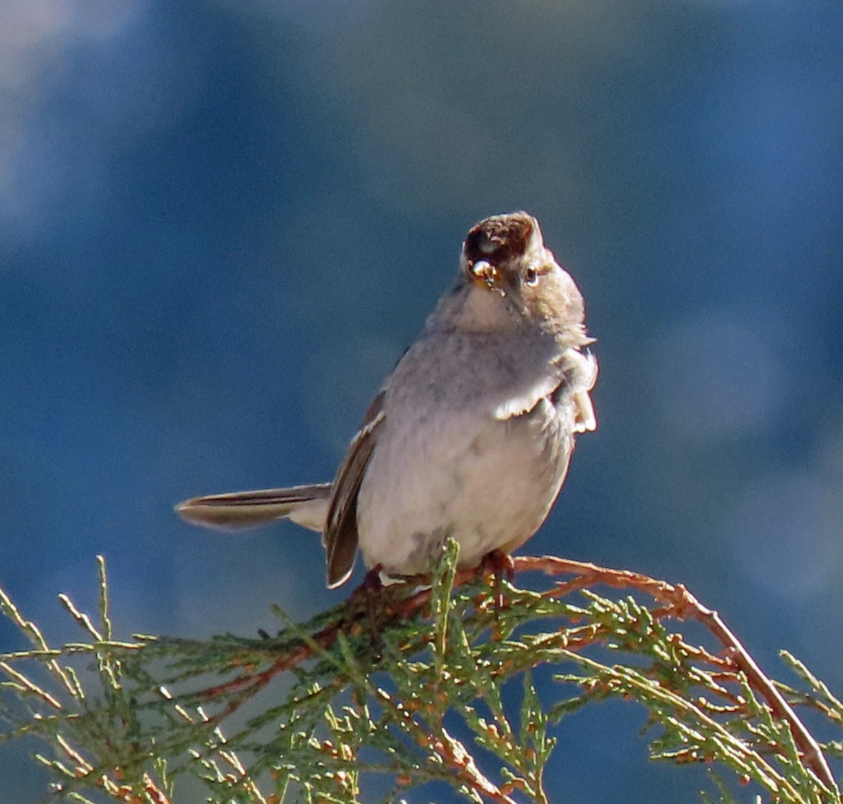 White-crowned Sparrow (Gambel's) - ML275722341