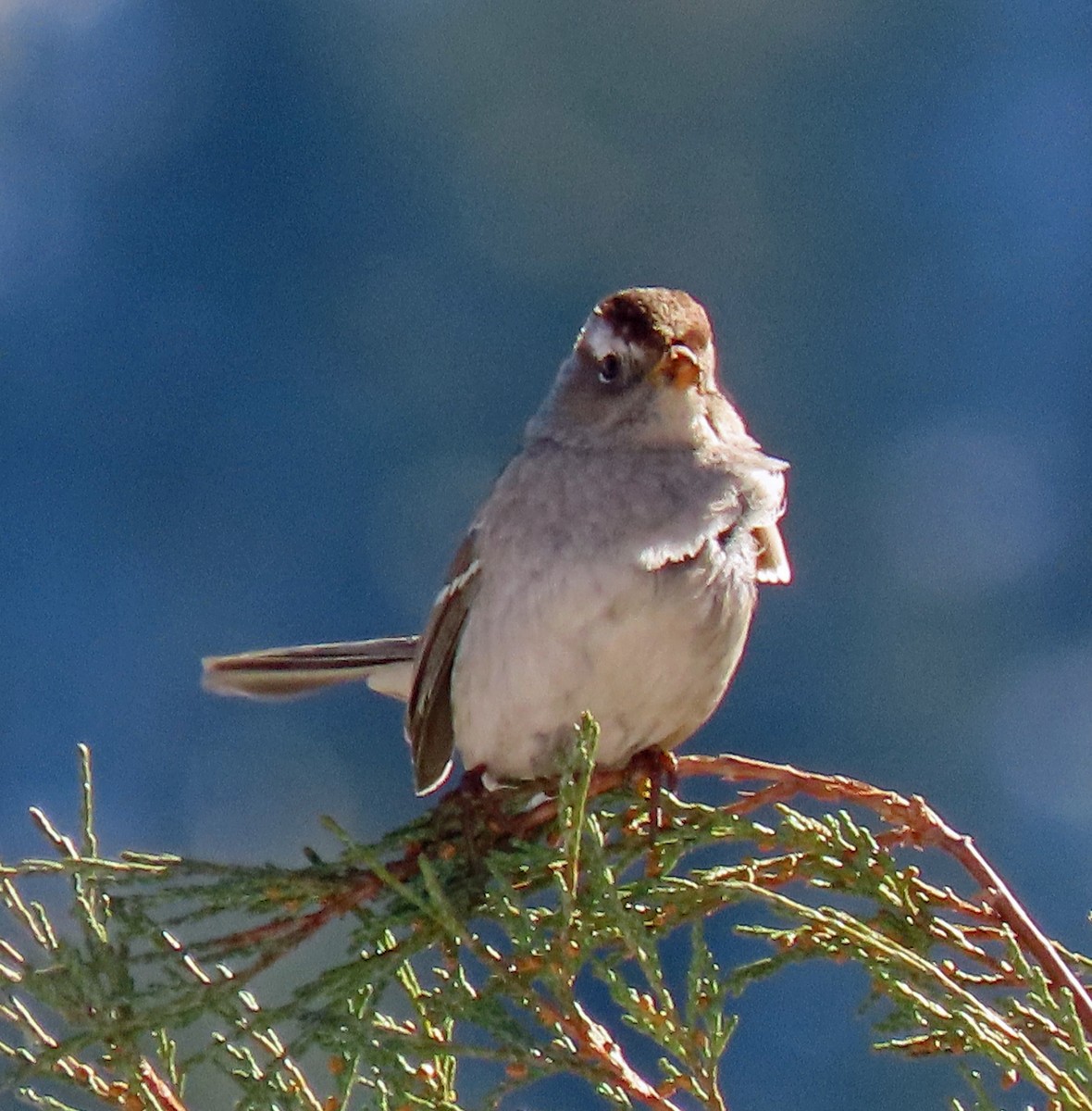 White-crowned Sparrow (Gambel's) - ML275722411