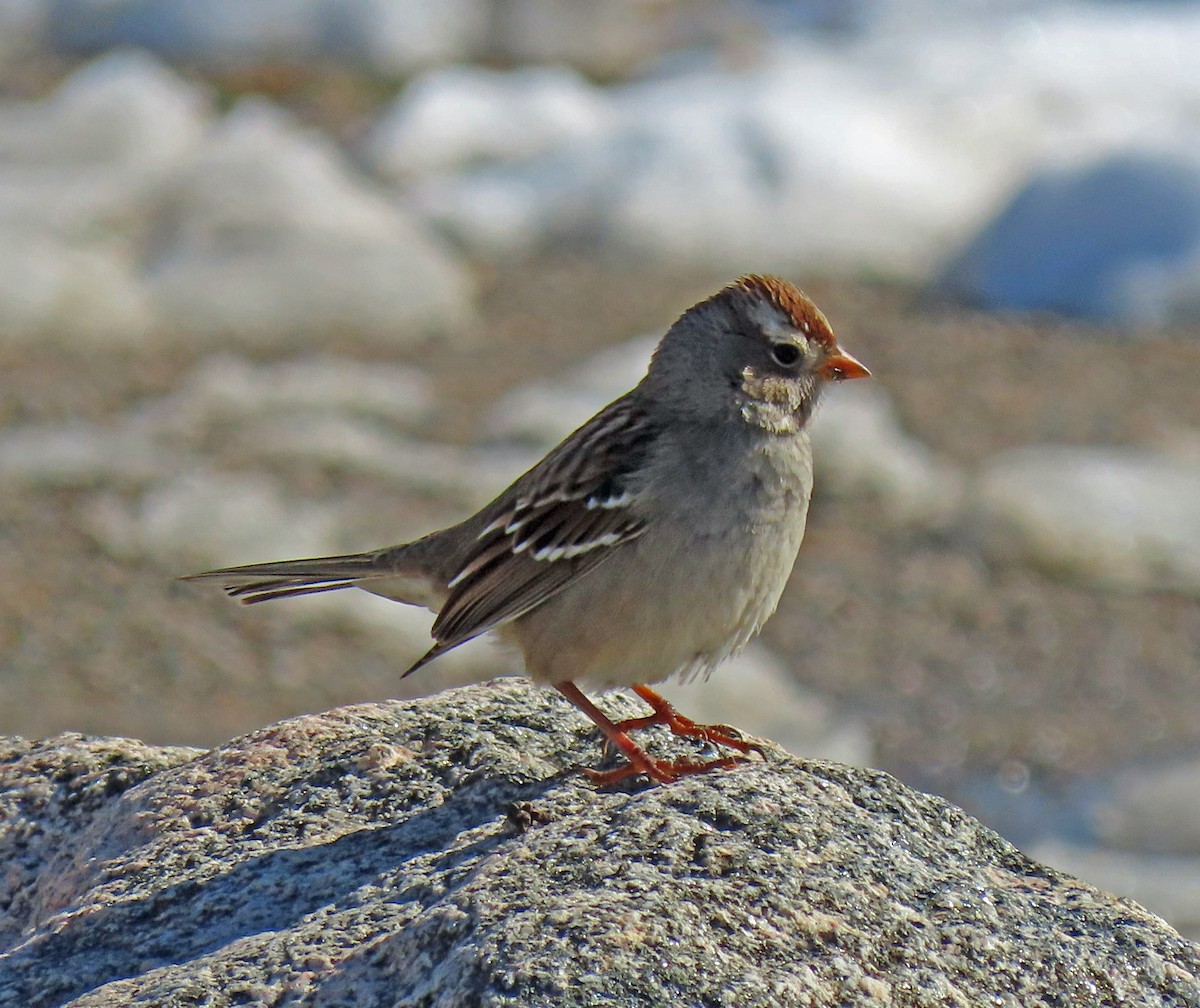 White-crowned Sparrow (Gambel's) - ML275722431