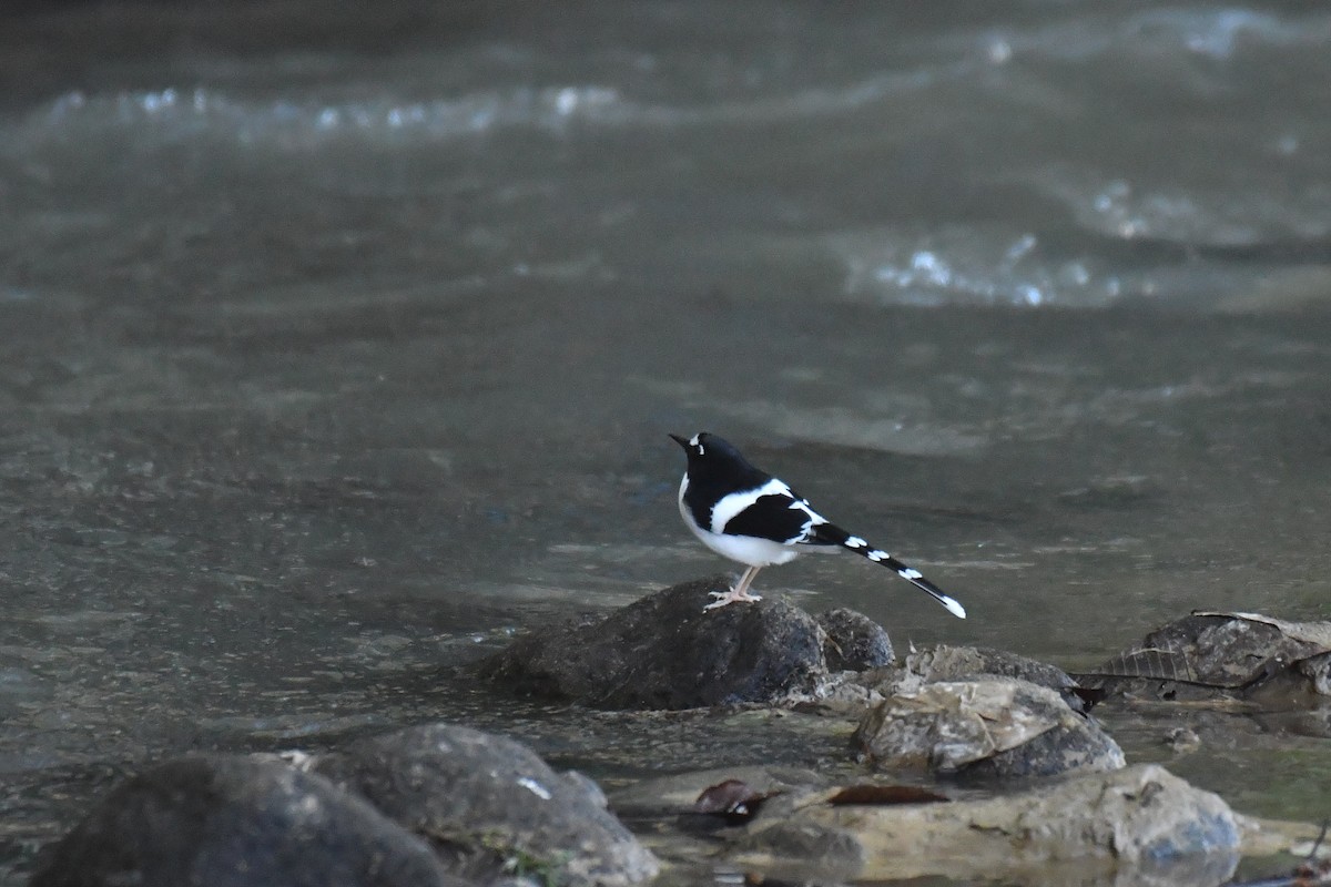 Black-backed Forktail - ML275722621