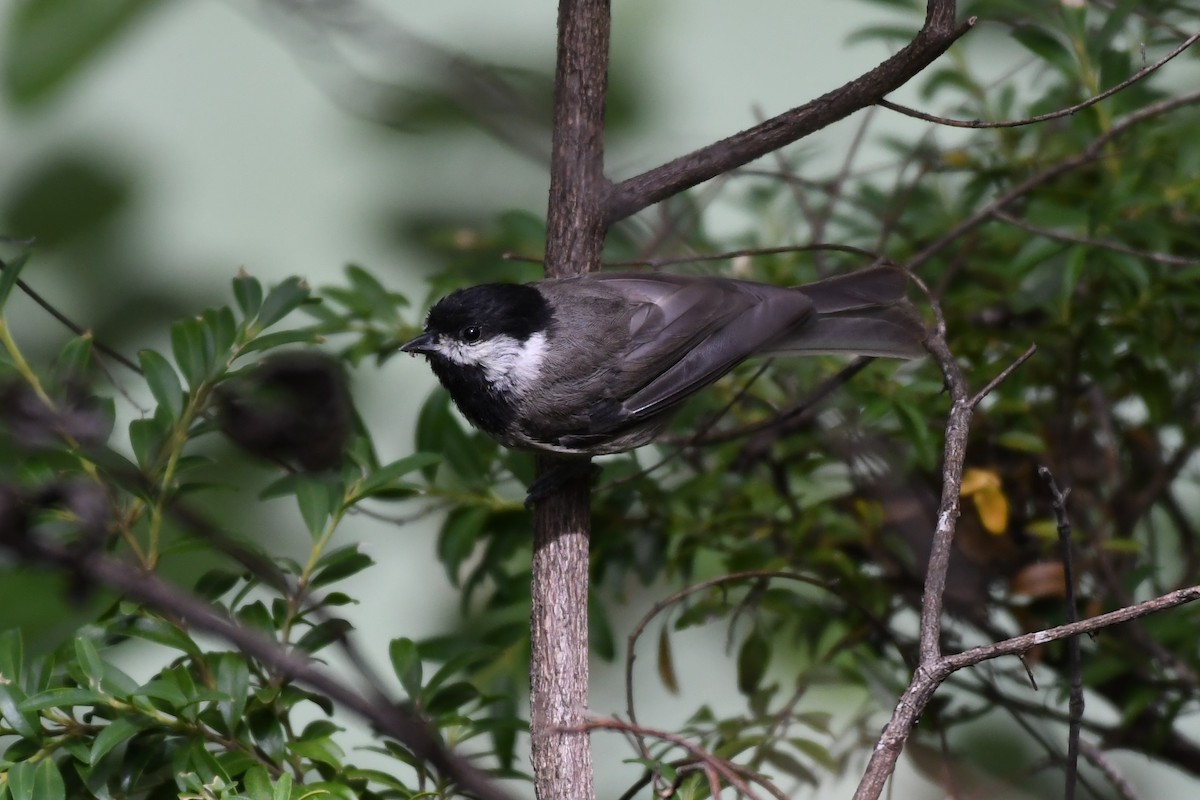 Black-bibbed Tit - Joye Zhou