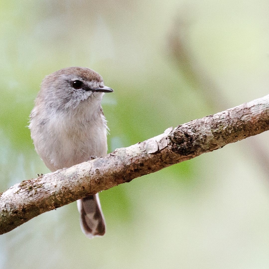 Brown Gerygone - ML275724641