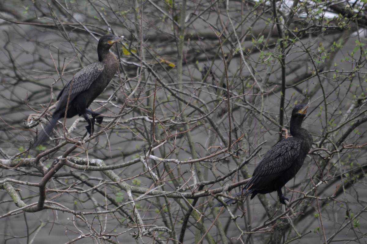 Double-crested Cormorant - ML275725001