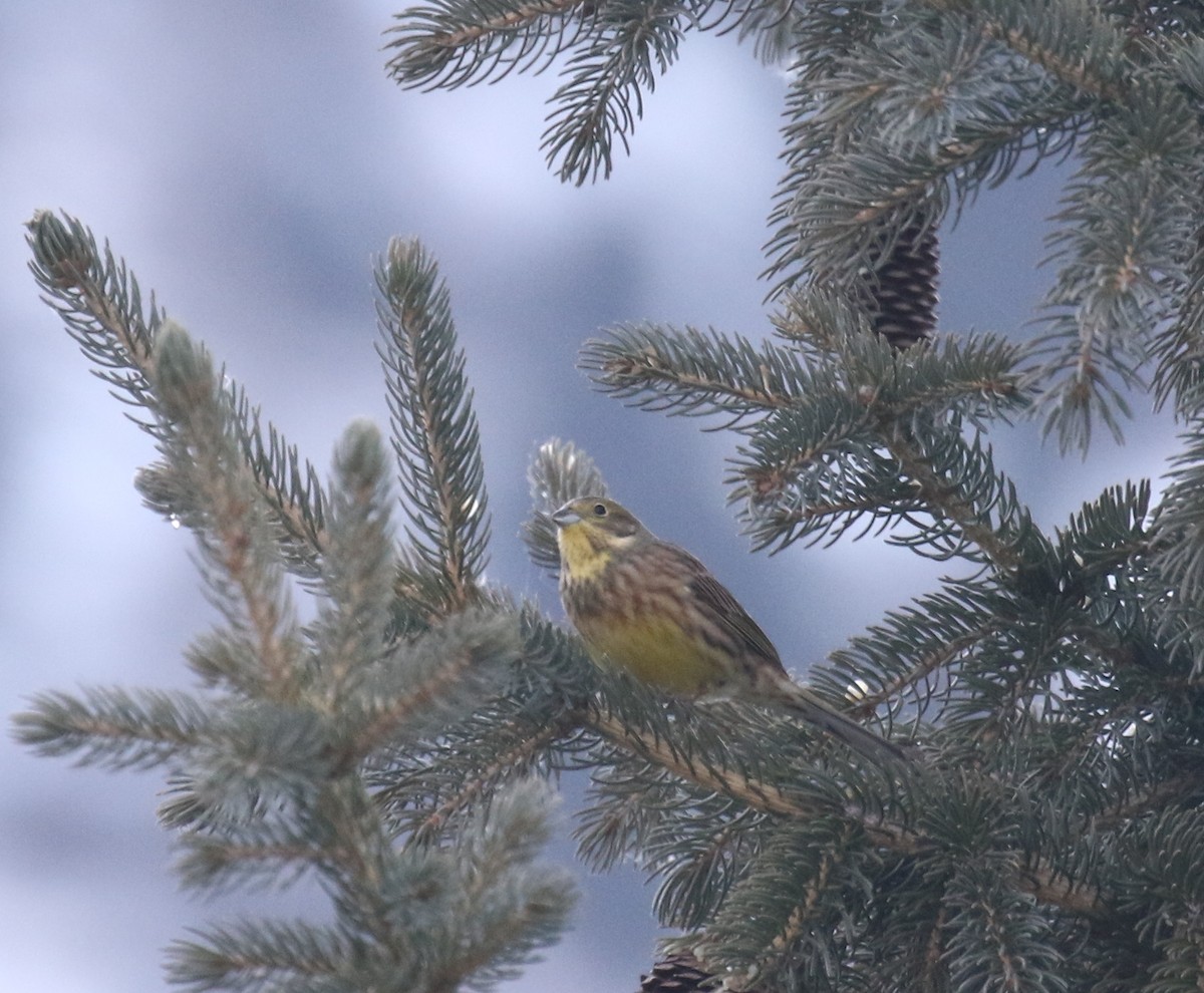 Yellowhammer - Bassel Abi Jummaa