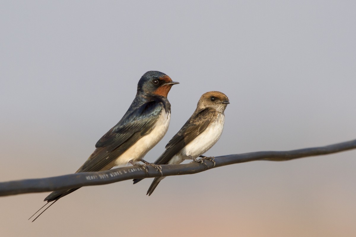 Streak-throated Swallow - Ramesh Shenai