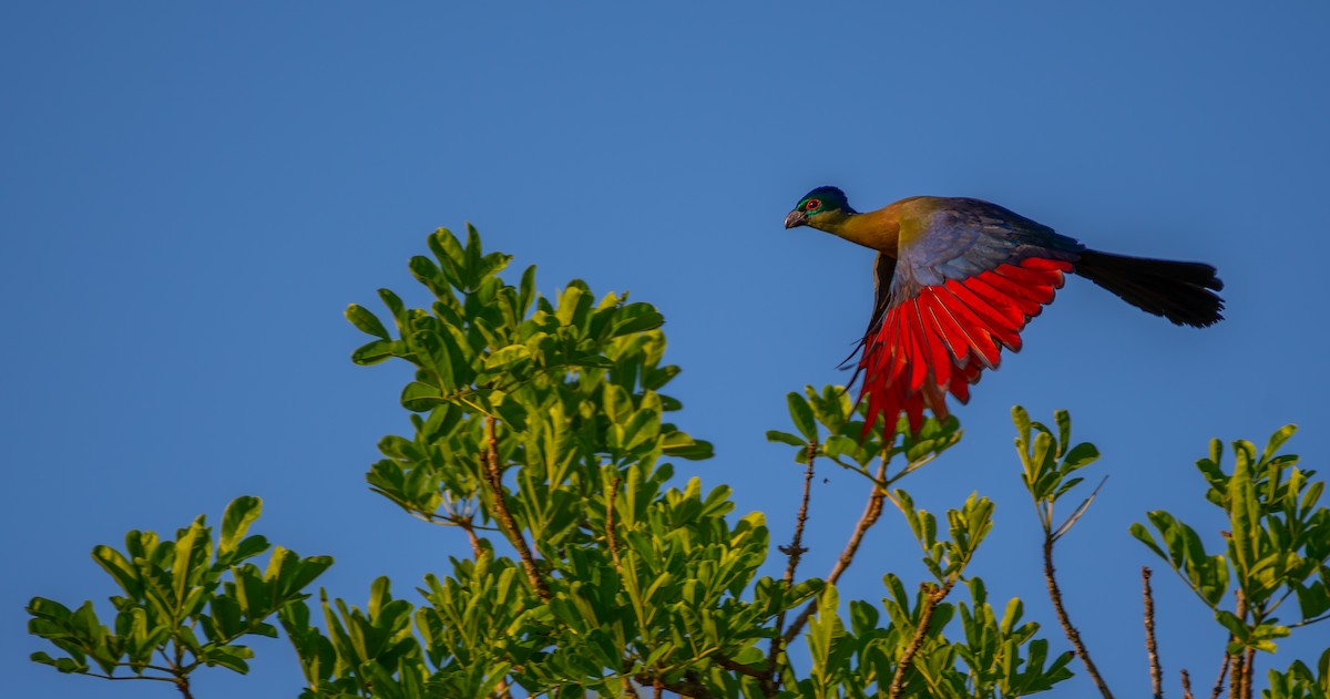 Purple-crested Turaco - ML275727151