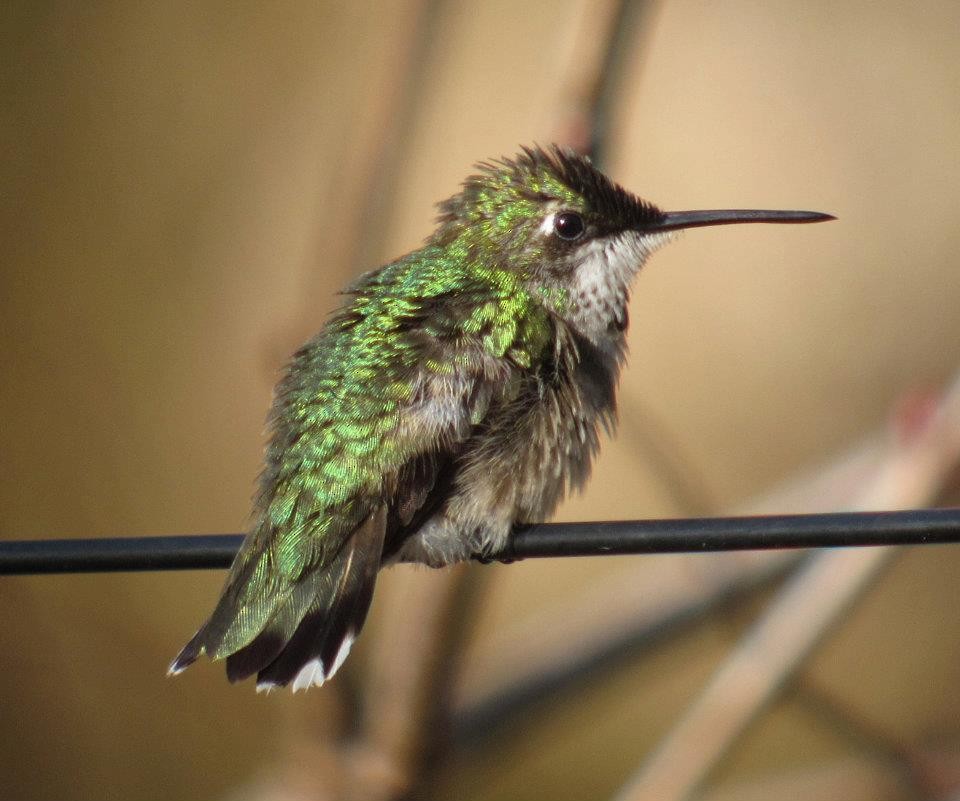 Ruby-throated Hummingbird - ML275727281