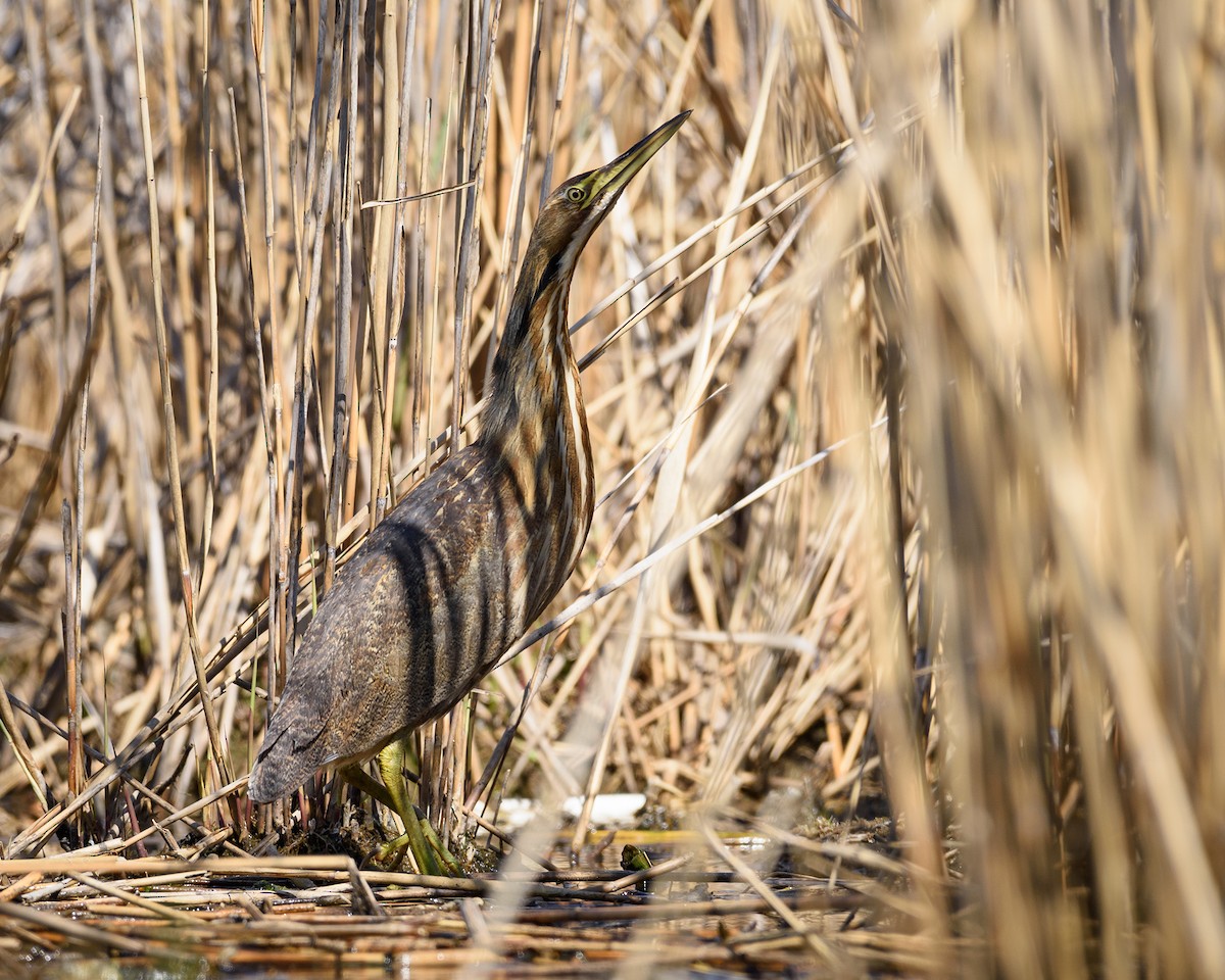 American Bittern - ML27572941