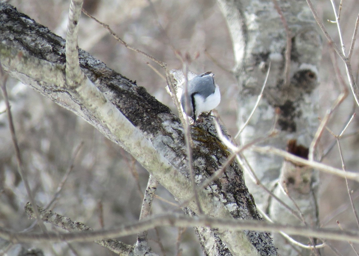 ゴジュウカラ（亜種 シロハラゴジュウカラ） - ML275729711