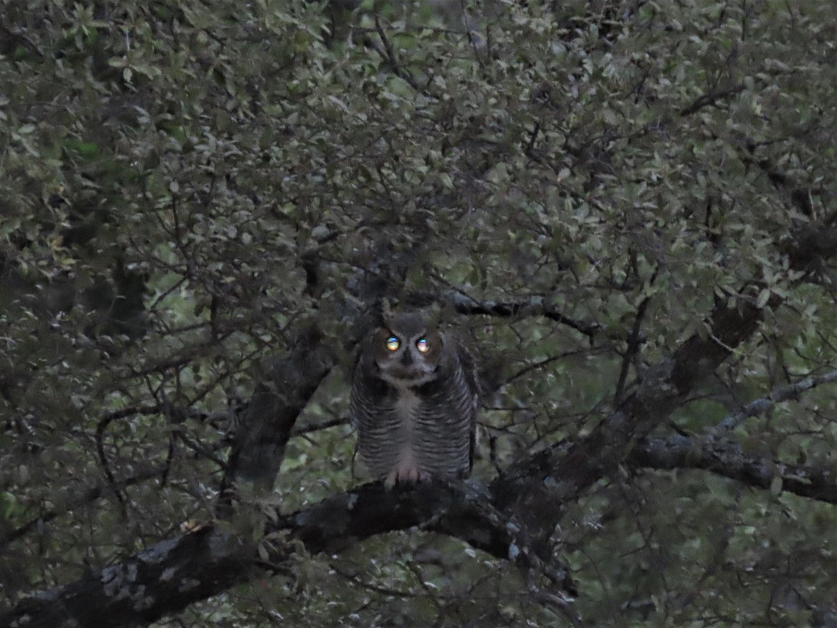 Great Horned Owl - ML275729941