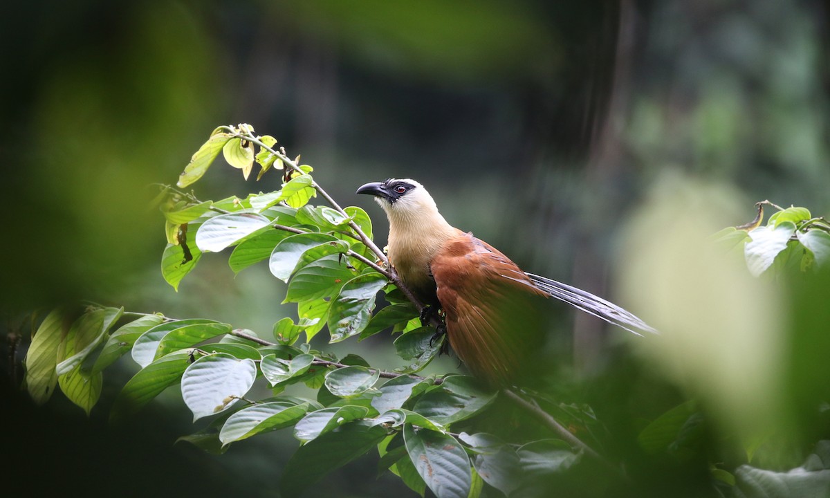 Black-faced Coucal - Brendan Ryan