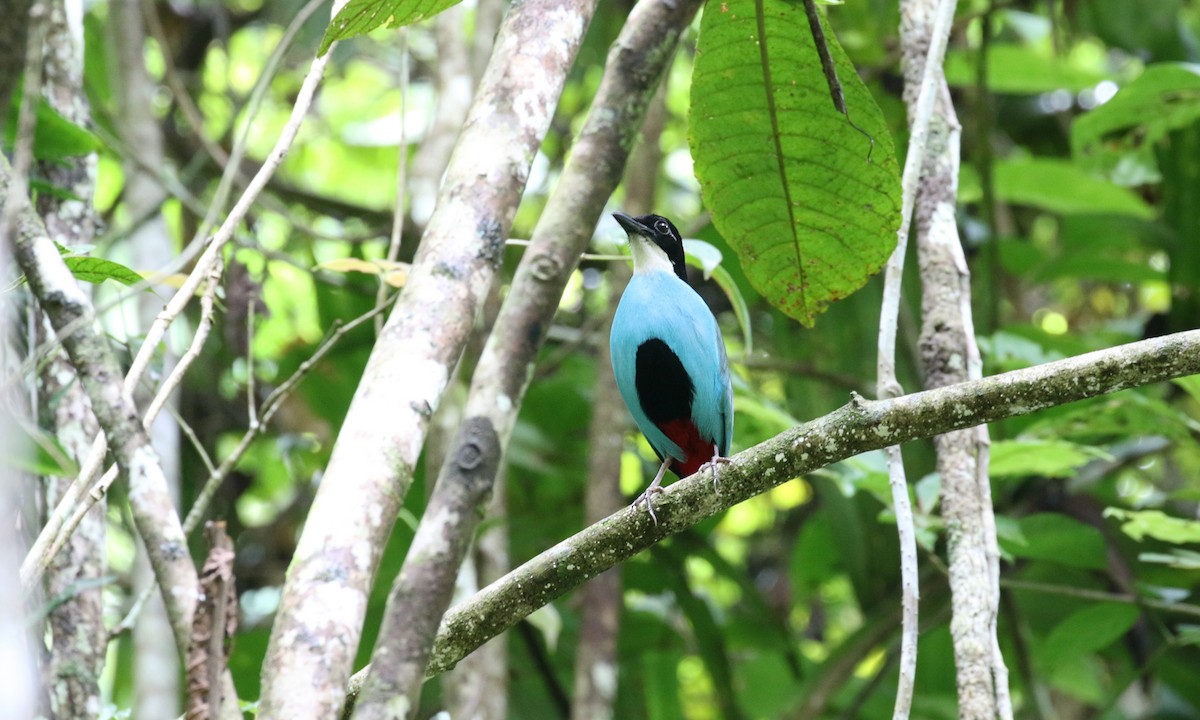 Azure-breasted Pitta - ML275731261