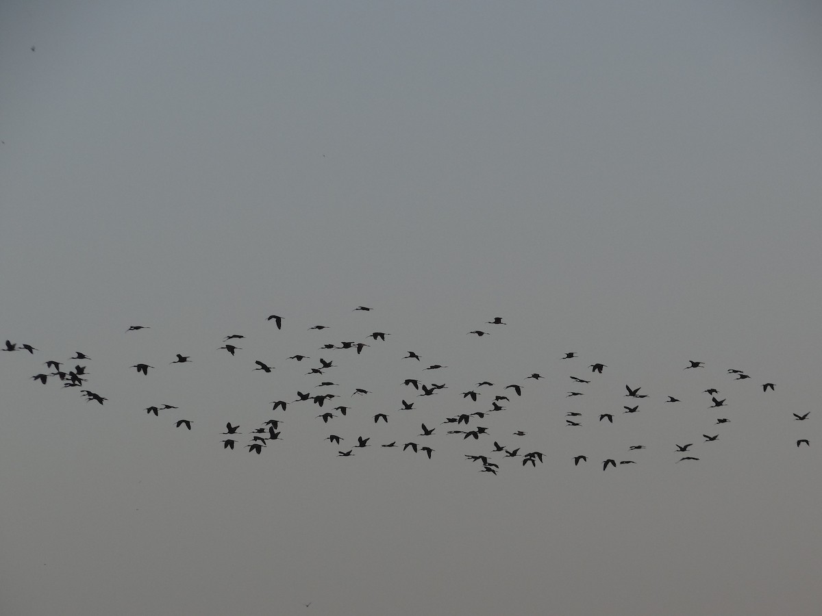 Glossy Ibis - ML275732261