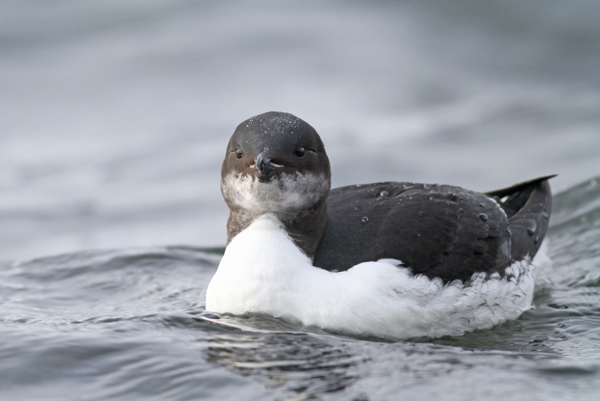 Thick-billed Murre - Jeremiah Trimble