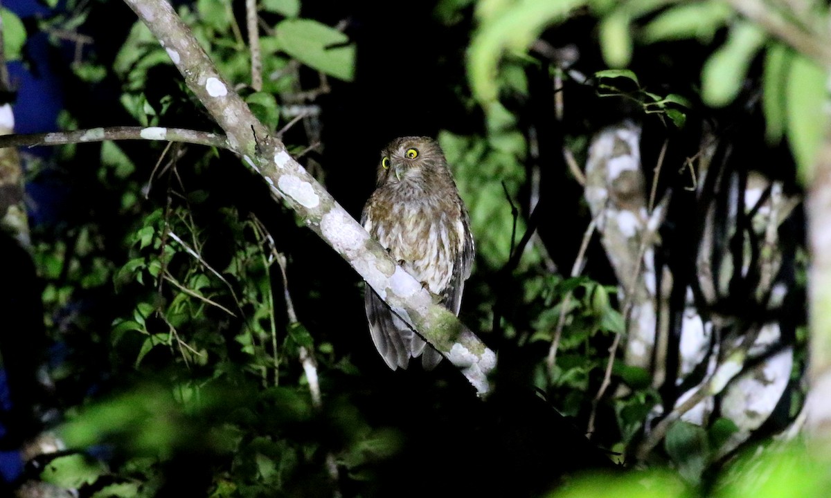 Mindanao Boobook - Brendan Ryan