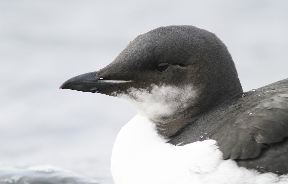 Thick-billed Murre - ML275732711