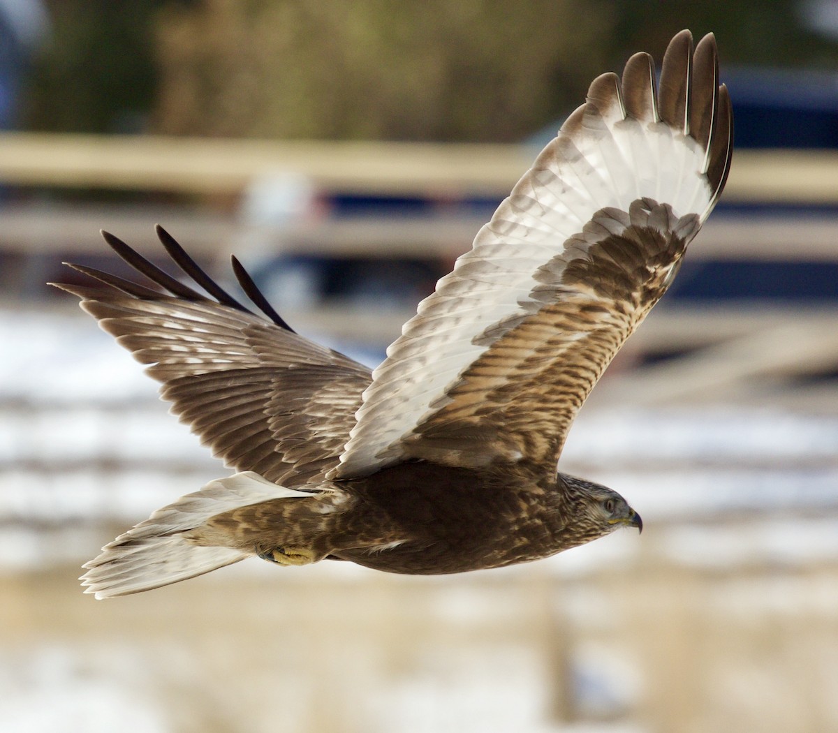 Rough-legged Hawk - ML275732961